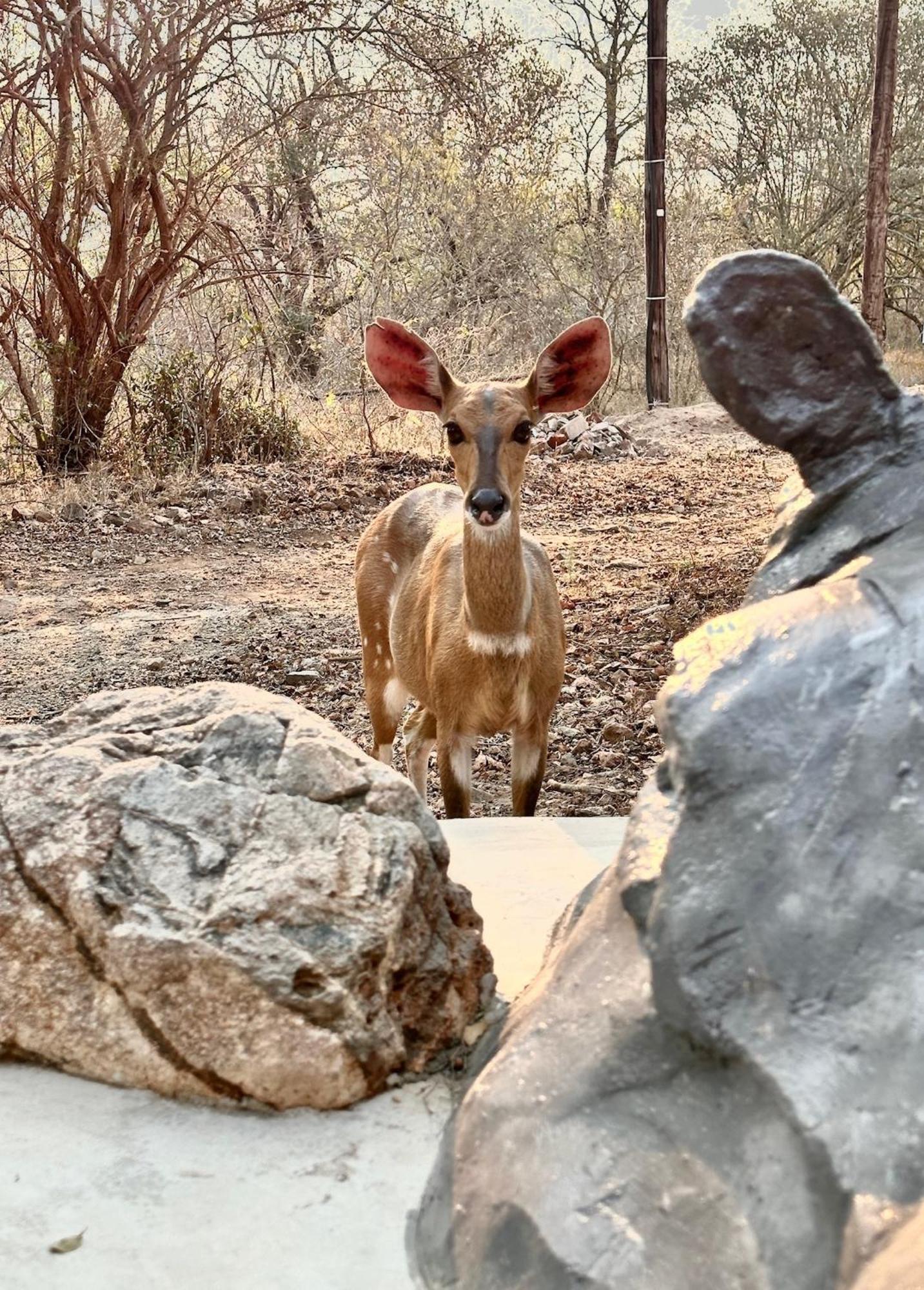 Jackals Dream - Self Catering Villa bordering Kruger National Park Marloth Park Exterior foto